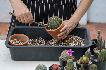 anonymous person enjoy cactus tray garden arrangement planting hobby, use a small shovel to scoop up soil putting into the cactus pot during home gardening.