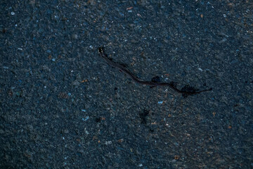 A dried worm lying on rough asphalt pavement, symbolizing nature's fragility and urban life contrast.