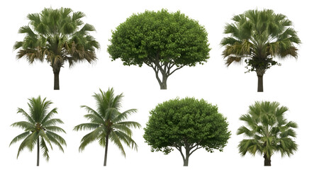 Isolated greenery featuring trees on transparent backdrop