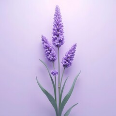 Naklejka premium Ethereal Lavender Blooms in a Lilac Dream