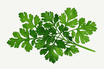Botanical Coriander Flow  herb cilantro/coriander isolated watercolor vector illustration svg