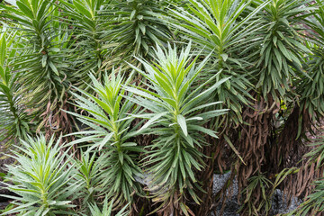 Toxic Poodle Dog Bush with fresh spring growth near Chantry Flats in the San Gabriel Mountains of Los Angeles.  