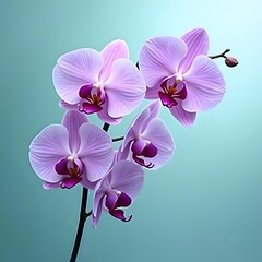 Naklejka premium Enchanting Purple Orchids Dancing in a Serene Teal Dream
