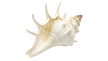 Obraz premium Beautiful Close-Up of a Large Decorative Sea Shell Isolated on transparent Background