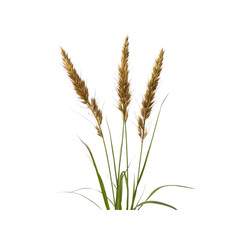 Three Stalks of Ornamental Grass with Brown Seed Heads