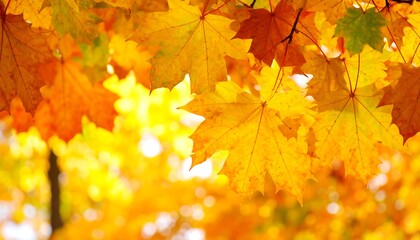 Fototapeta premium Autumn Maple Leaves with Sunlight.