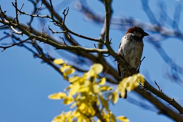 House Sparrow sat on the branch of a tree