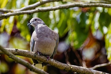 Collared Dove sitting in a tree on a sunny Spring day