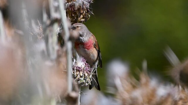 Eurasian linnet eating seeds of milk thistle