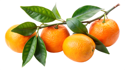 Bitter oranges on twig with green leaves isolated on white background