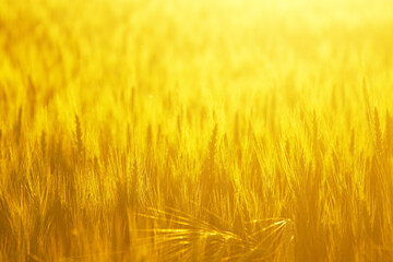 Golden ears of wheat in the field: close-up photo of yellow wheat in the rays of the setting sun. Serbian agriculture: growing cereal crops. Summer day atmosphere in the countryside: nature at sunset.