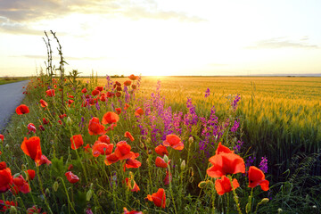 Colours of a summer evening in the countryside: a wheat field illuminated by the rays of the setting sun, with poppies and wild delphinium growing at the edge. The beauty of nature in Serbia.