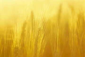 Golden sunset in a summer agricultural field: young ears of wheat photographed close-up in...