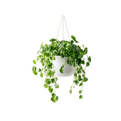 Lush Green Peperomia Hanging in Modern White Planter