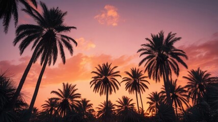 Sunset Silhouette Palm Trees Against Vibrant Sky