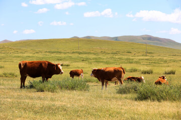 A herd of cattle on the prairie