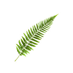 Obraz premium Lush Green Fern Frond Isolated on Transparent Background