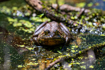 A frog rests partially submerged in a pond, surrounded by green algae and aquatic plants. Sunlight filters through, creating reflections and highlighting the rich, textured details of the frog's skin.