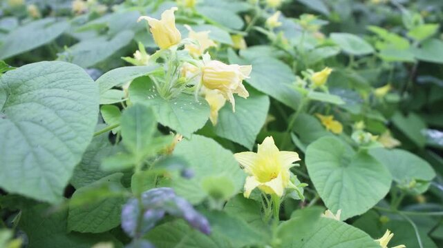 Manchu tuber gourd (Thladiantha dubia) in Sikhote Alin mountains, Siberia. Jug shape yellow flower of hardy perennial climber. It is cultivated for decorative purposes in China.
