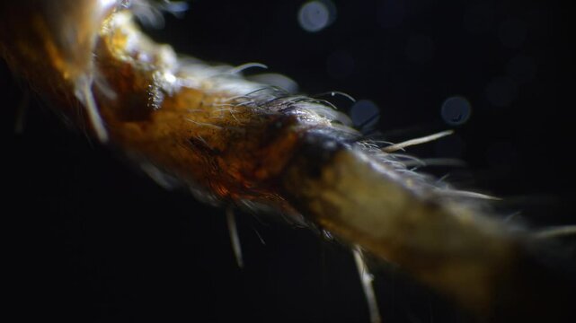 Close-up under microscope showing spider legs, eyes, and body segments, illuminated with studio lights for depth and contrast.