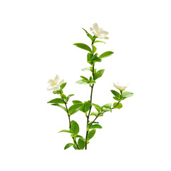 Elegant White Flowers on Green Stem with Leaves Isolated on Transparent Background