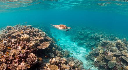 Fototapeta premium Underwater scene of a sea turtle gracefully swimming above a vibrant coral reef teeming with colorful fish