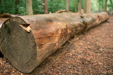 The trunk of a tree in the rays of the setting sun. A fallen tree. An old trunk, smooth.