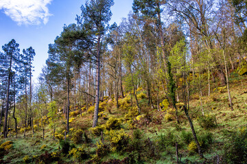 Boscaje en el Valle de Iruelas