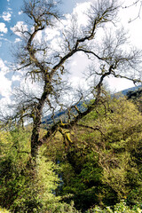Primavera en el valle