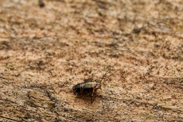 Platycorypha insect resting on stone
