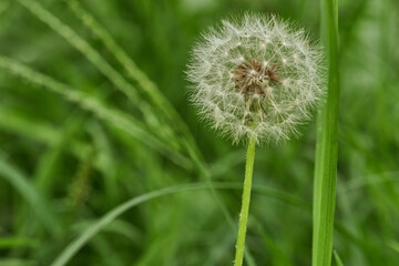 Dandelion alone in peaceful green meadow