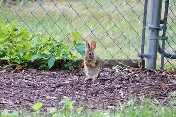 wild cotton tail rabbit in the garden