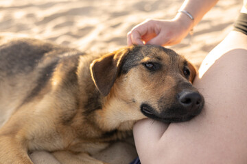 The dog loves and trusts the person