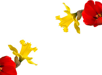 Blumenrahmen Rahmen gerahmt Narzissen und Tulpen 