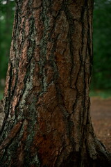 The trunk of a tree in the rays of the setting sun. A graphic background, design made of natural forms. Foto 2