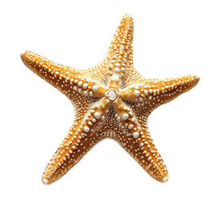 Stunning Starfish Detailed CloseUp of Ocean Life isolated on transparent background