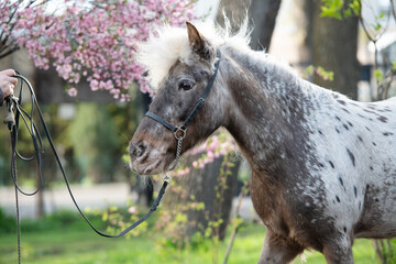 portrait of  cute appaloosa pony posing against blossoming almond bush. at evening