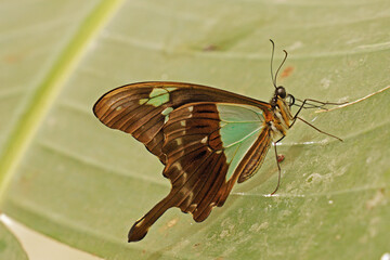 green-banded swallowtail, ventral side of a male specimen