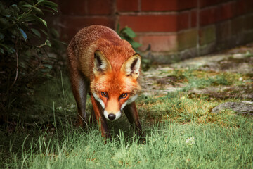 Renard s'approchant à proximité des maisons