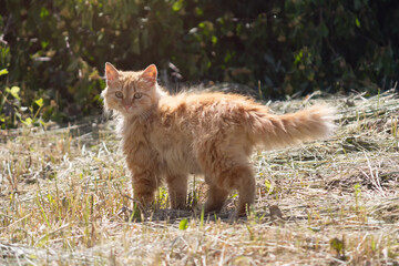 Homeless red cat lying on the lawn