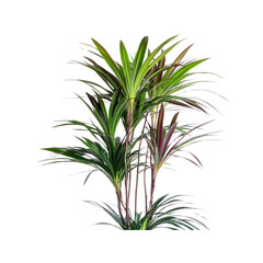 Fototapeta premium Lush Cordyline Fruticosa Plant with Vibrant Green and Red Leaves