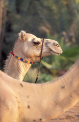 ARABIA EMIRATES DUBAI CAMEL