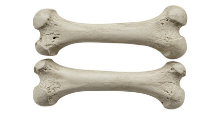 Isolated Two Dog Bones