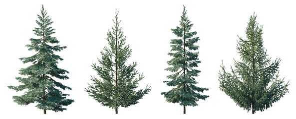Fototapeta premium Picea pungens, omorika, glauca and abies spruce evergreen pinaceae needled tree isolated png on transparent background premium cutout foreground tree
