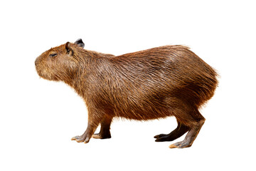 Fototapeta na wymiar Close-up of a cute brown capybara, small rodent isolated on white background.