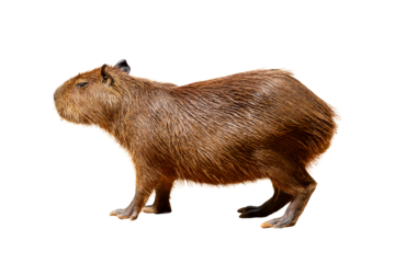Close-up of a cute brown capybara, small rodent isolated on white background.