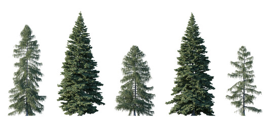 Picea pungens and Picea breweriana (colorado blue, green spruce) evergreen pinaceae needled fir tree isolated png on a transparent background premium cutout