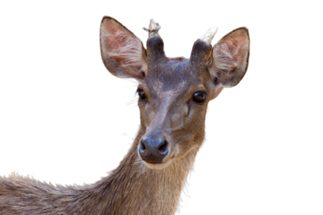 Young brown deer with big ears on a white background