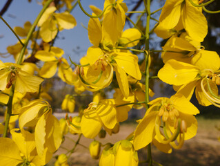 Natural Cassia fistula Golden Shower Flowers