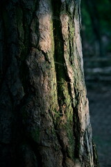 The trunk of a tree in the rays of the setting sun. A graphic background, design made of natural forms.